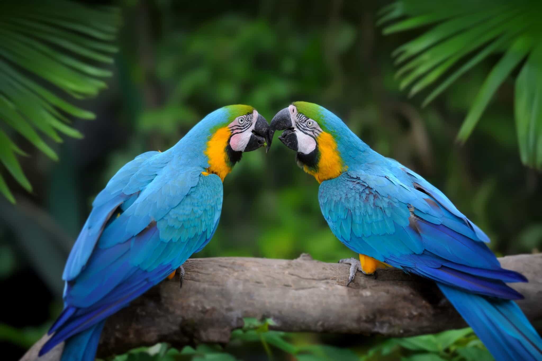 How Much Does a Talking Parrot Cost? (2024 Updated)