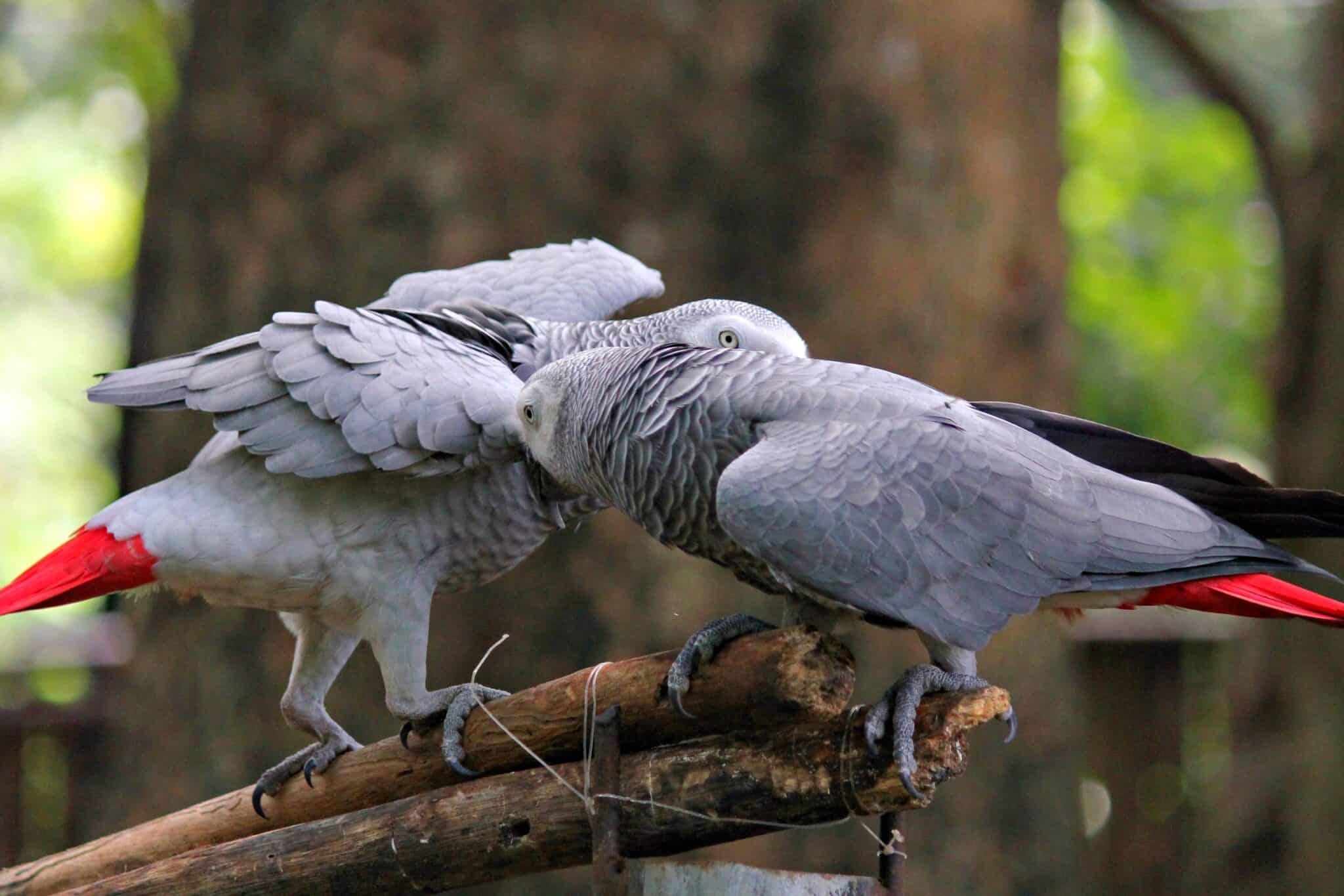 How Much Does a Talking Parrot Cost? (2024 Updated)