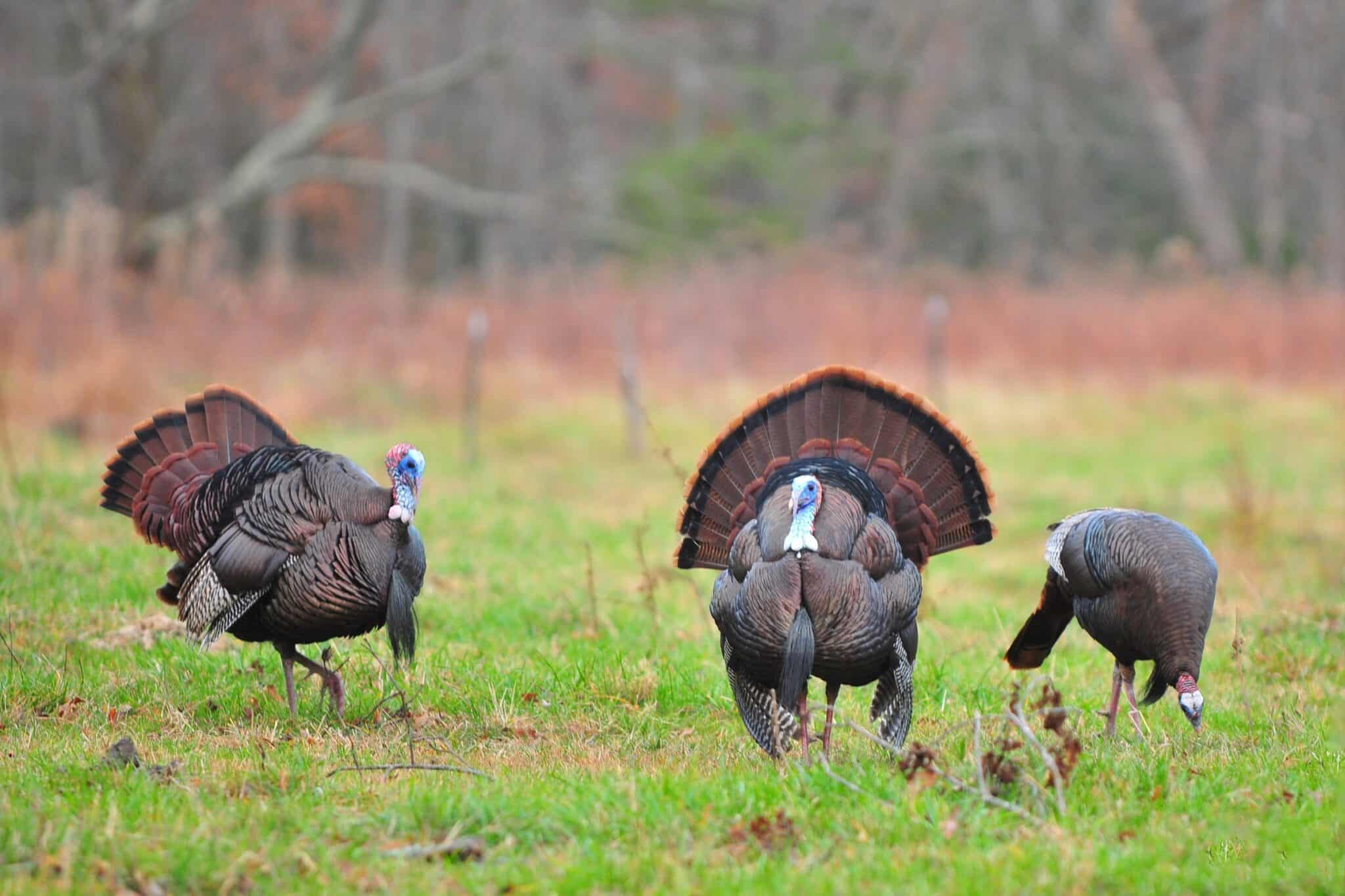 Male vs. Female Turkeys What’s the Difference?