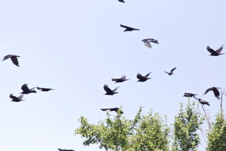Why Do Crows Gather and Caw in Large Groups?