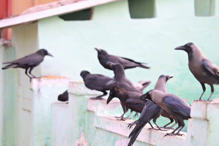 Why Do Crows Gather And Caw Why Do Crows Gather And Caw