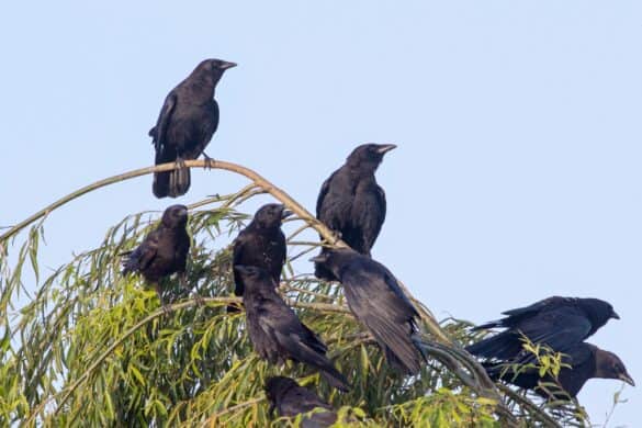 Why Do Crows Gather and Caw in Large Groups?