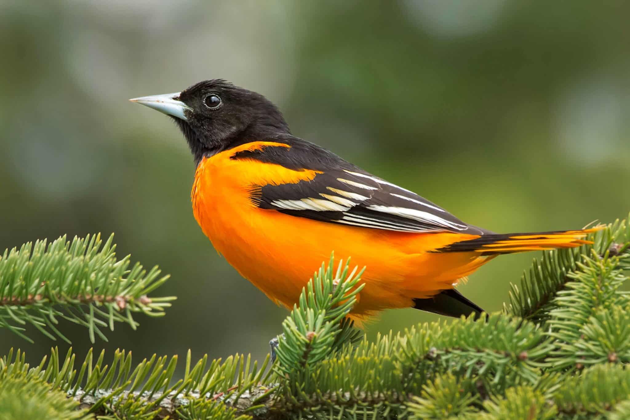 Blackbirds vs. Crows vs. Ravens: What's the Difference?