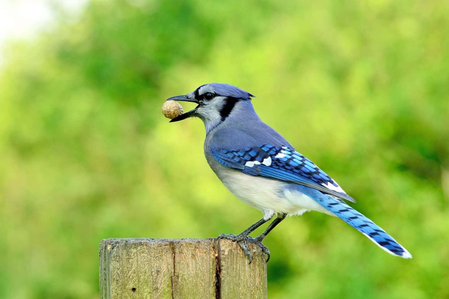 What Do Blue Jays Eat? (Feeding Tips & How to Attract Them)