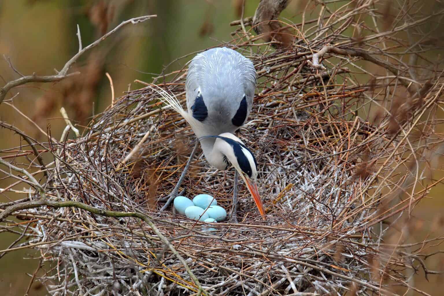 Do Birds Move Their Eggs? Bird Helpful
