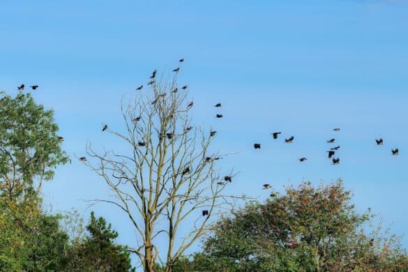 Why Do Crows Gather and Caw in Large Groups?