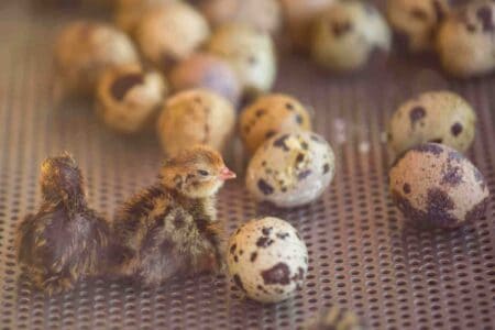 Image showcasing The Ultimate Guide to Incubating and Hatching Quail Eggs