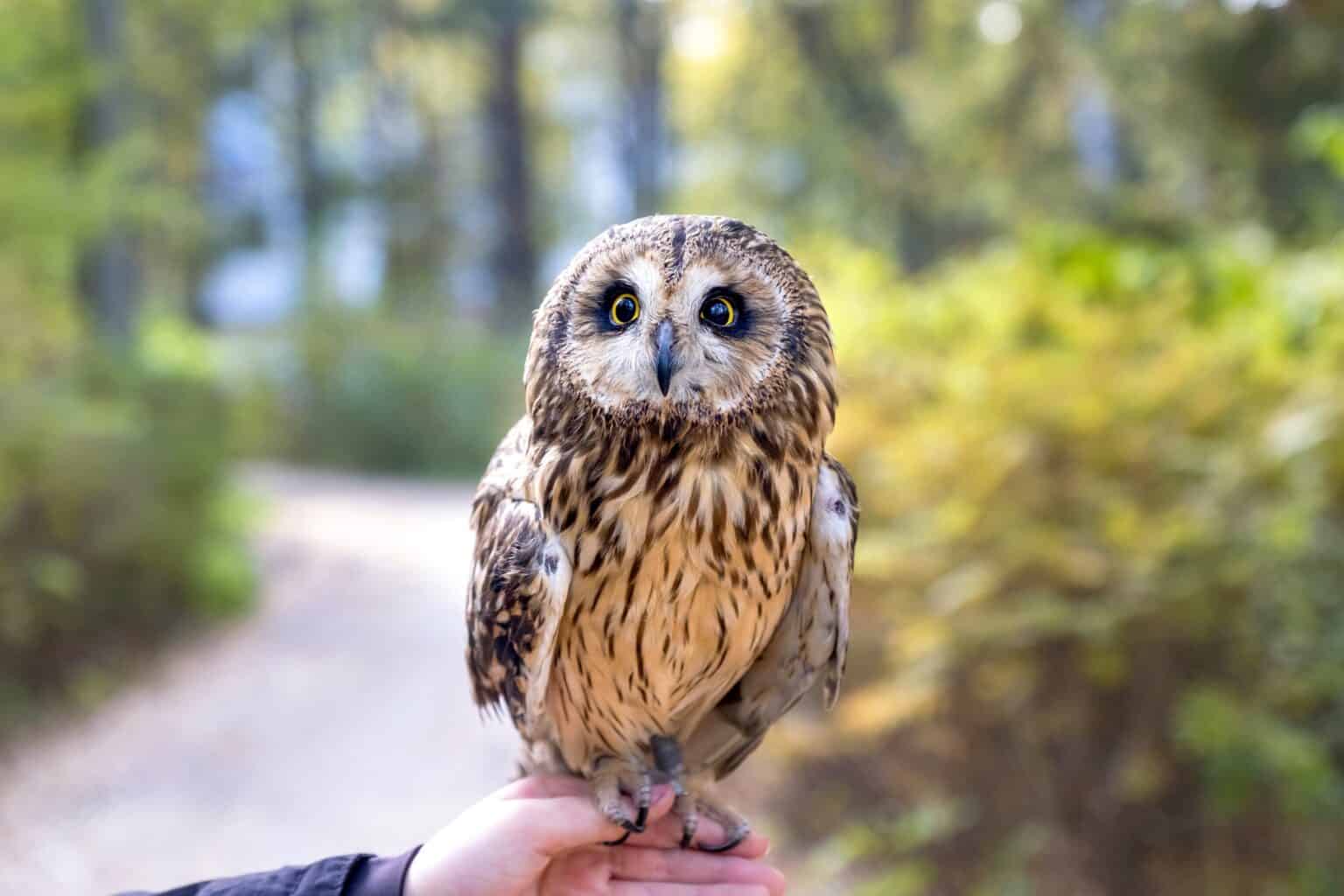 Are Owls Dangerous? Do They Attack Humans?