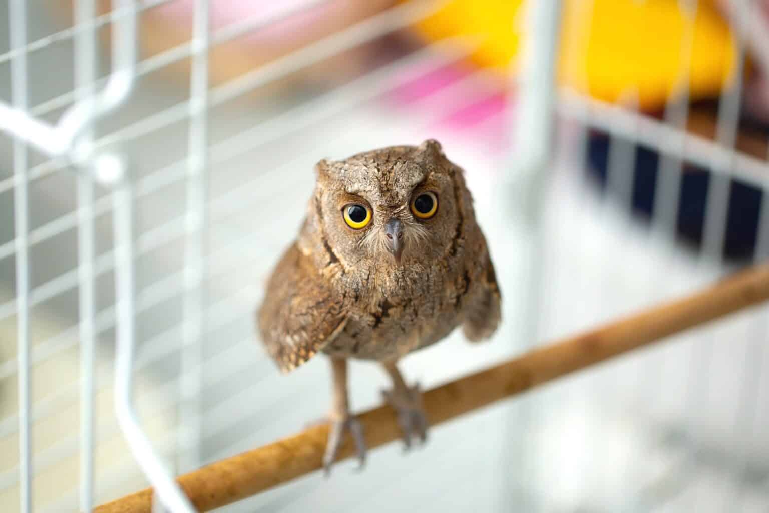 Are Owls Dangerous? Do They Attack Humans?