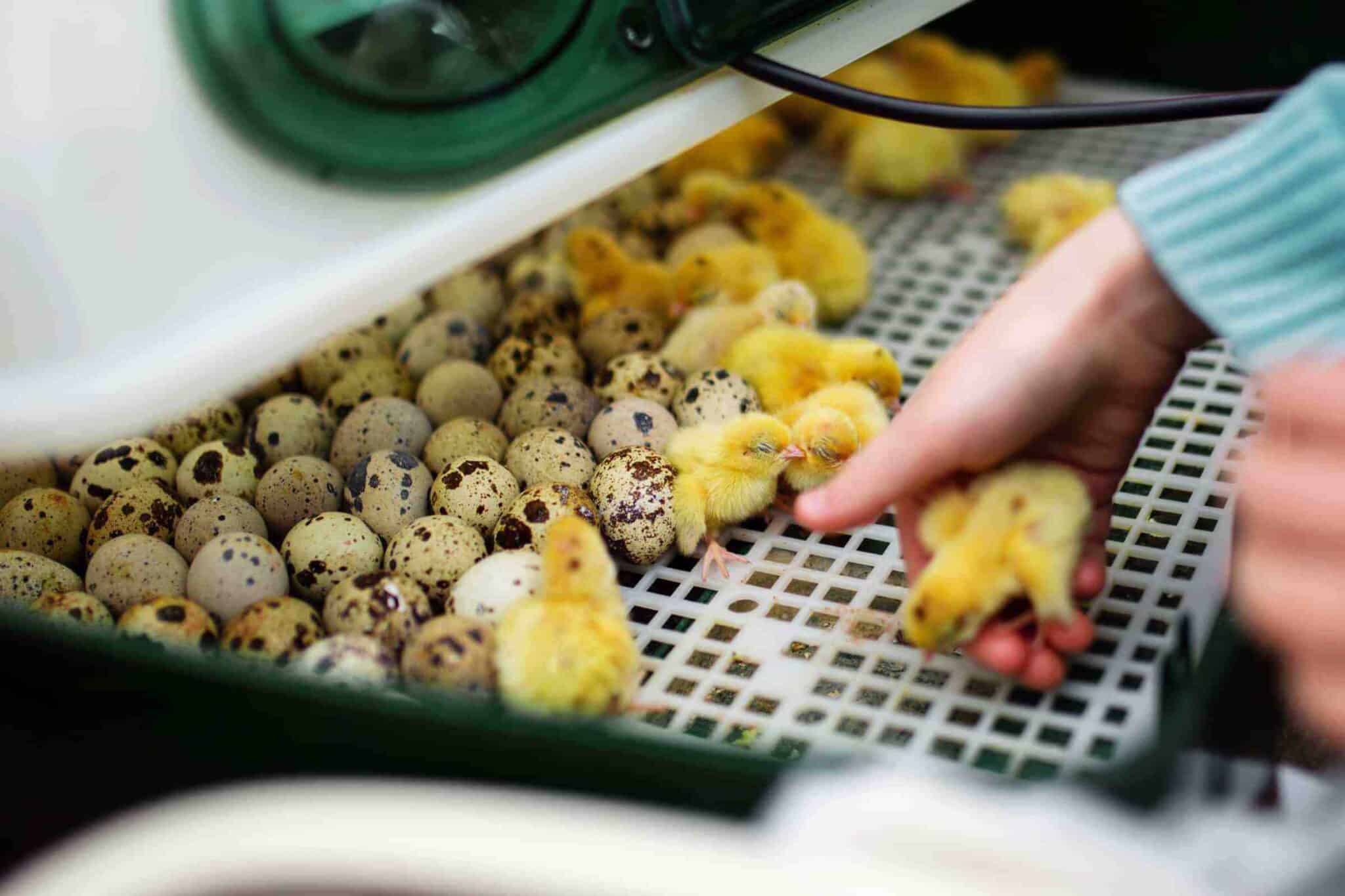 The Ultimate Guide to Incubating and Hatching Quail Eggs