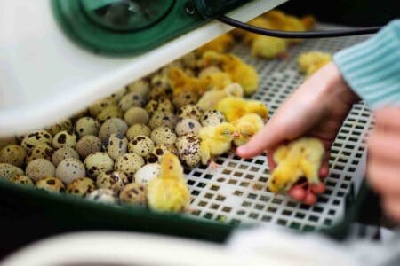 The Ultimate Guide to Incubating and Hatching Quail Eggs - Quail Frozen Egg Feeding