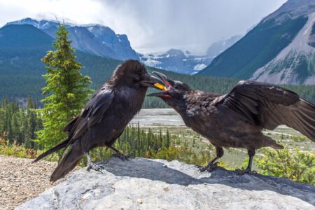 Raven Using Stick For Food What Do Ravens Eat? (Raven Diet & FAQs)