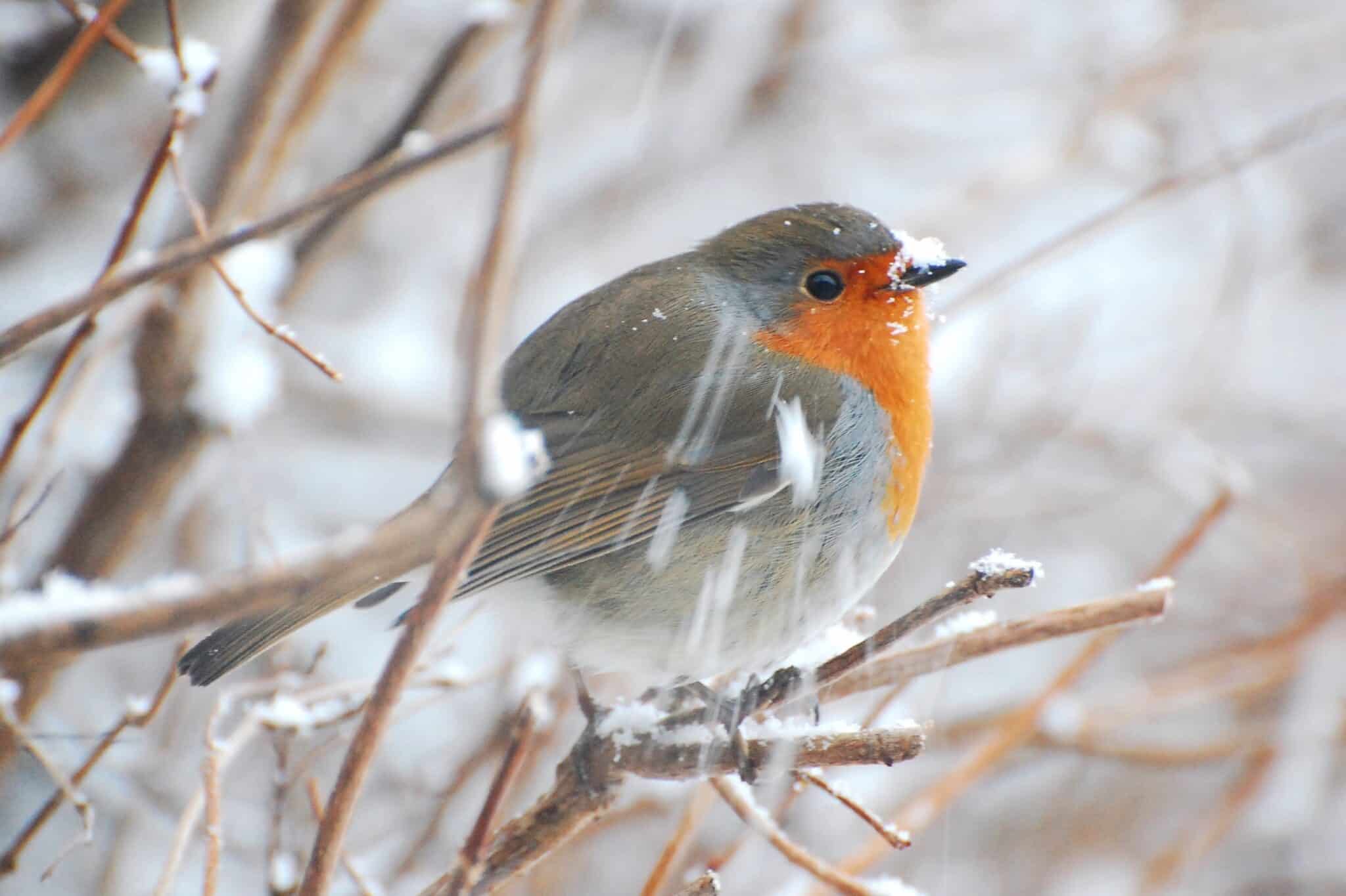 Do Robins Migrate? (Robin Migration Explained)