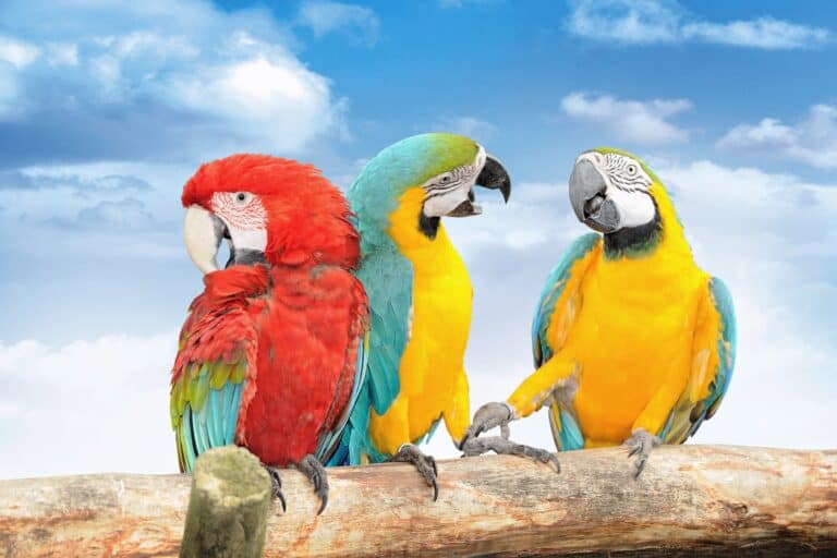 Why Do Parrots Talk? (And How Do They Talk Like Humans?) image.