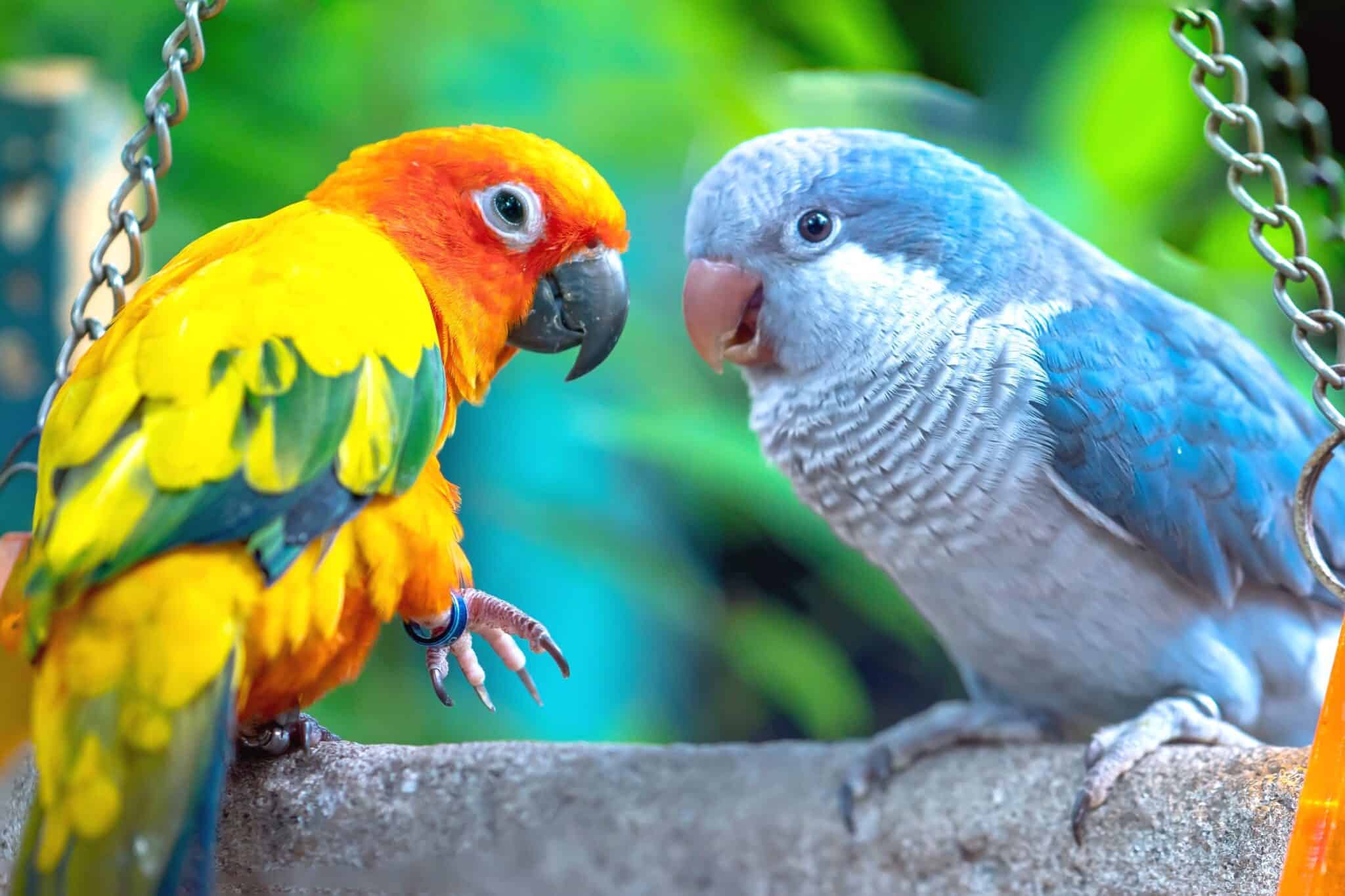 Why Do Parrots Talk? (And How Do They Talk Like Humans?)
