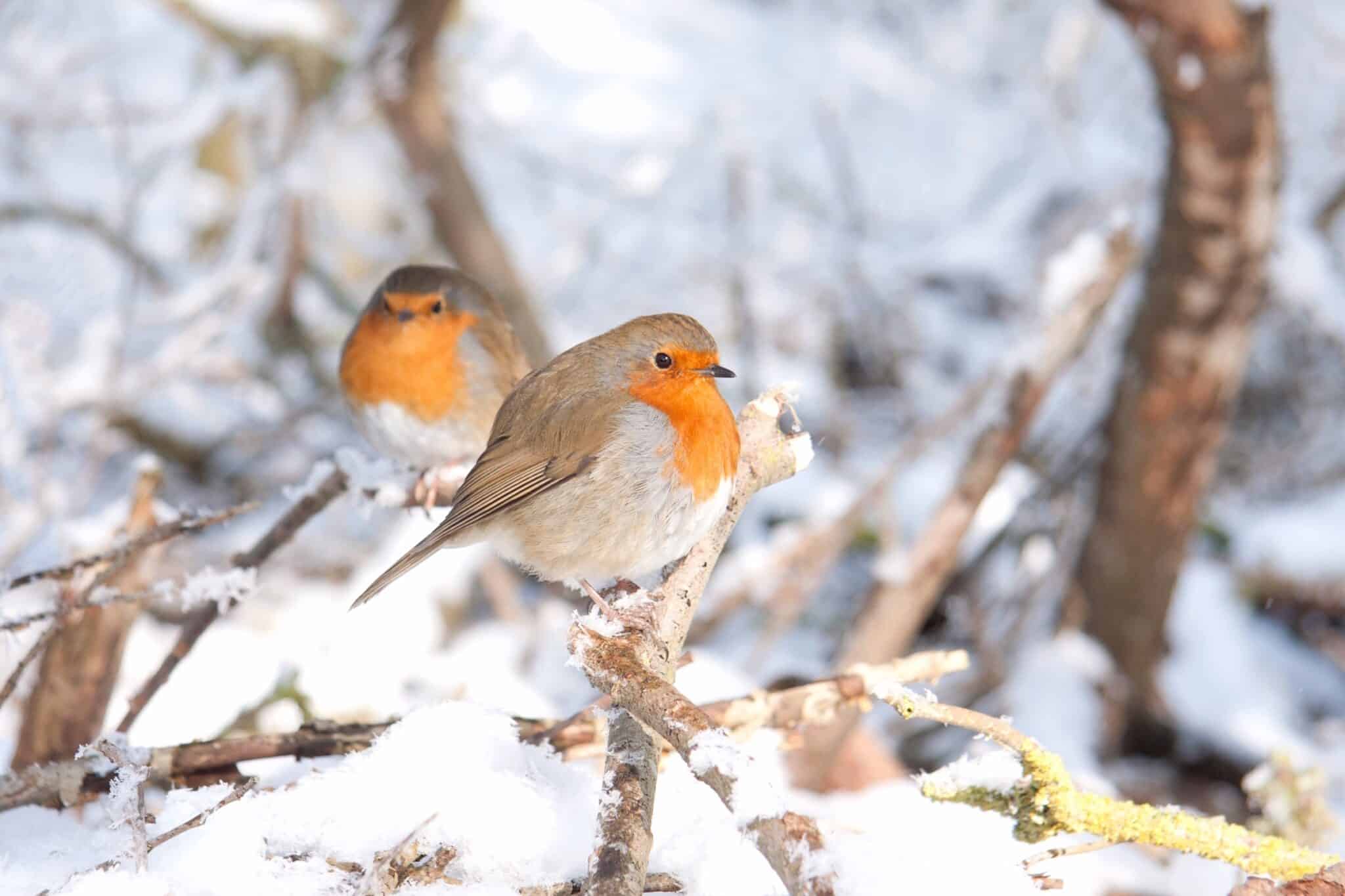 Do Robins Migrate? (Robin Migration Explained)