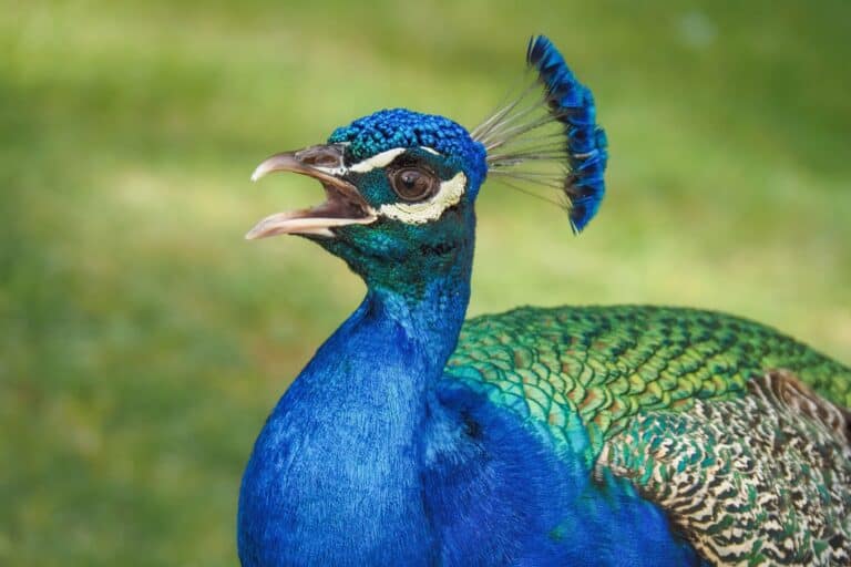 9 Types of Sounds Peacocks Make and Their Meanings