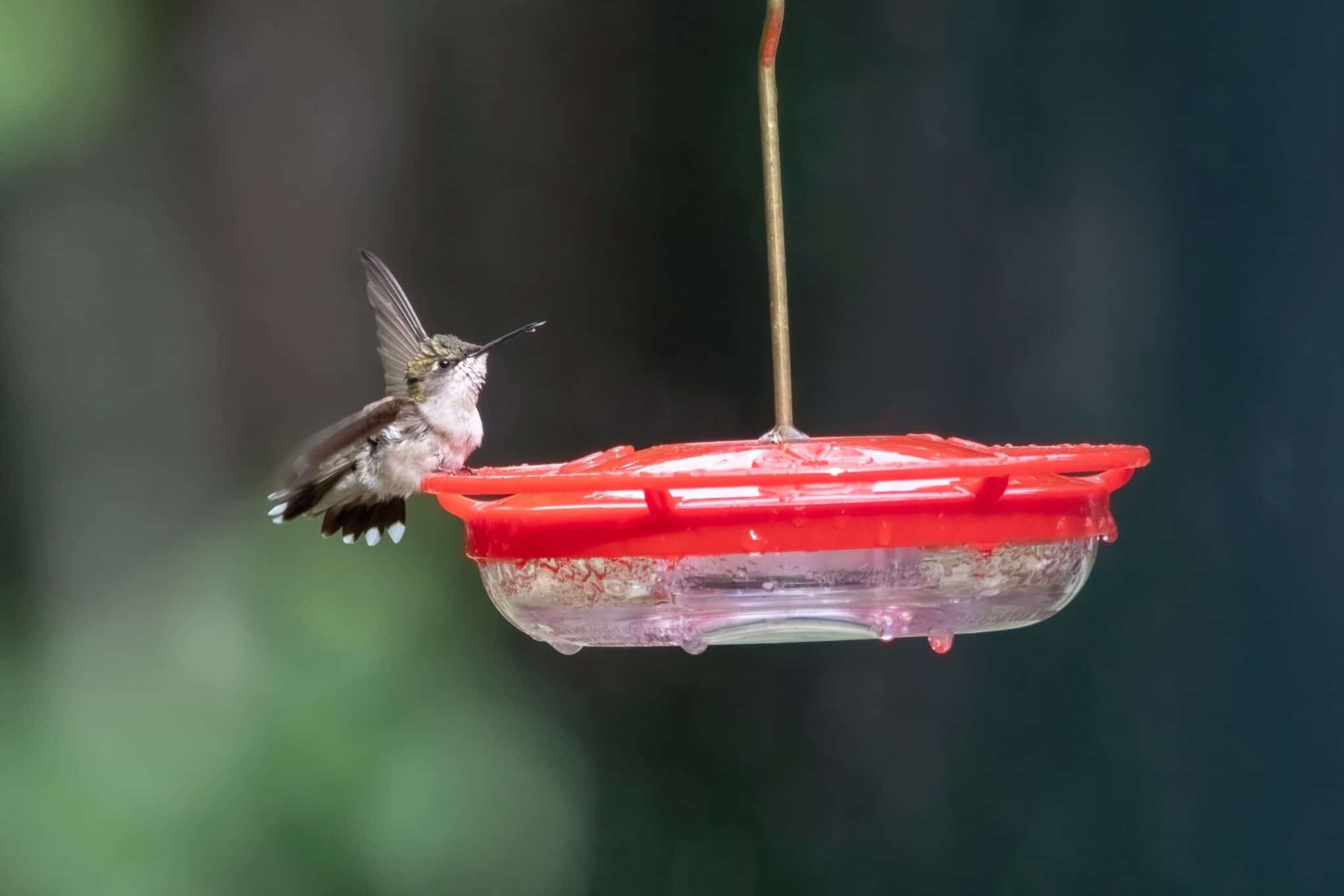 10 Useful Ways to Keep Bees Away From Hummingbird Feeders