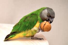 What Do Parakeets Eat? Parakeet Feeding & FAQs