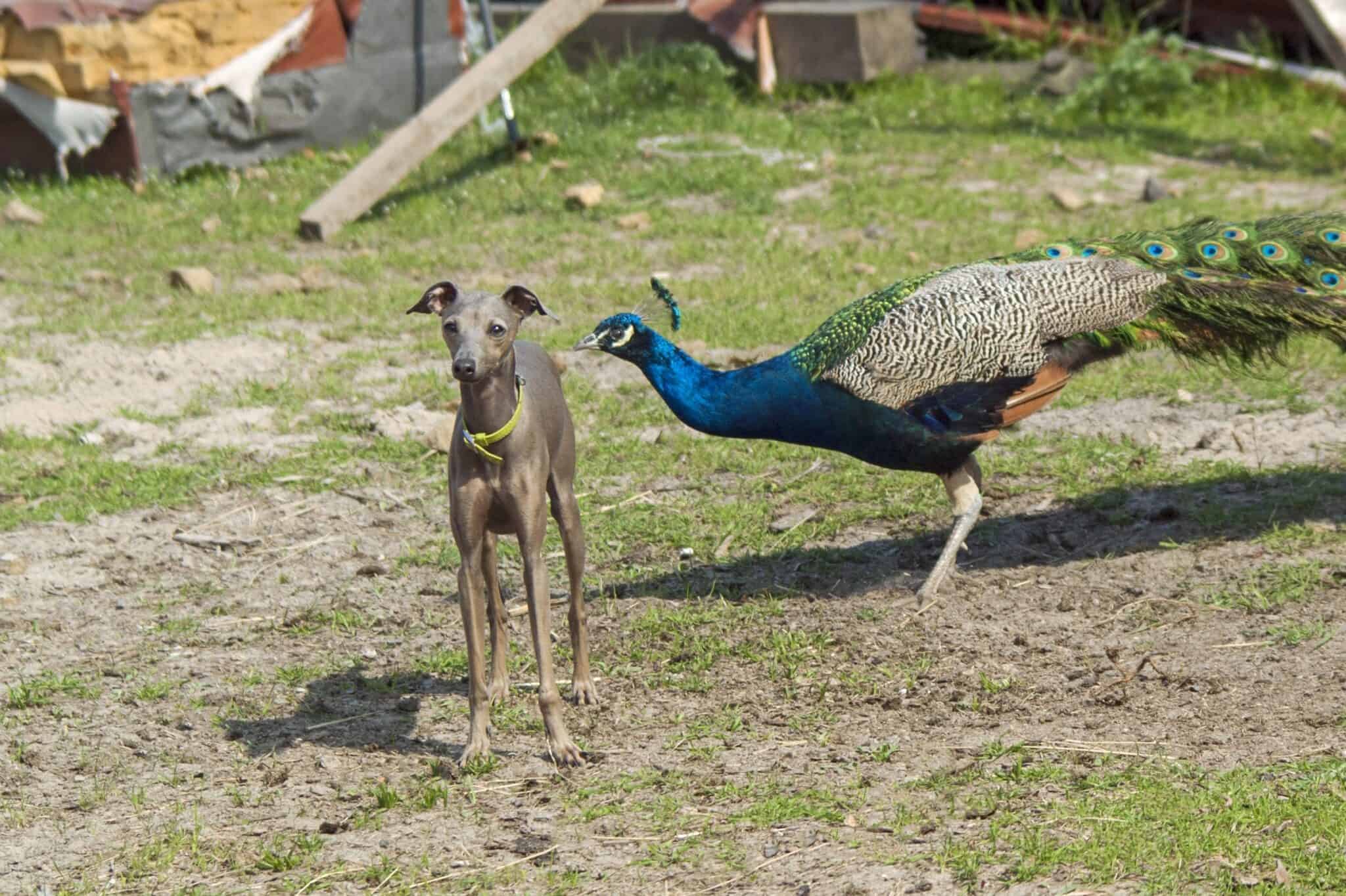 Are Peacocks Aggressive? Do They Attack Humans?