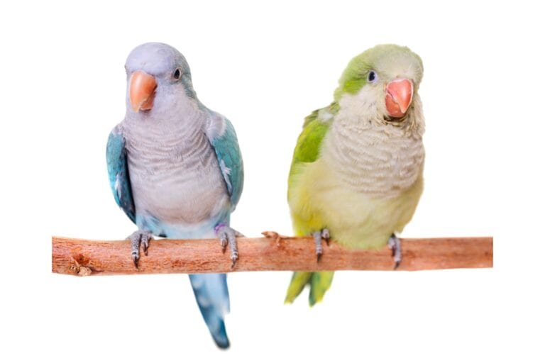 All Quaker Parrot Color Mutations Explained Bird Helpful